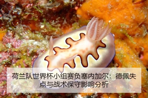 he-lan-dui-shi-jie-bei-xiao-zu-sai-fu-sai-nei-jia-er-de-pei-shi-dian-yu-zhan-shu-bao-shou-ying-xiang-fen-xi-3-162.jpg